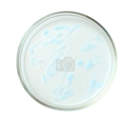 Petri dish with bacteria on white background, top view