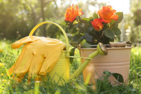 Gießkanne, Handschuhe und Eimer mit blühendem Rosenstrauch auf Gras im Freien