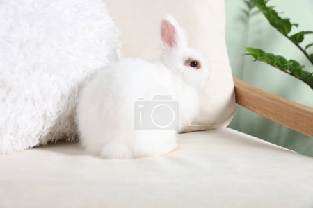 Foto de Conejo blanco esponjoso en el sofá interior. Linda mascota - Imagen libre de derechos