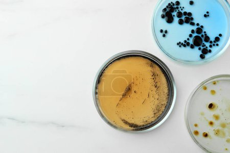 Téléchargez les photos : Boîtes de Pétri avec différentes colonies de bactéries sur table en marbre blanc, plat. Espace pour le texte - en image libre de droit