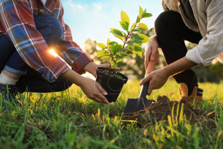 Photo for Couple planting young green tree together outdoors, closeup - Royalty Free Image