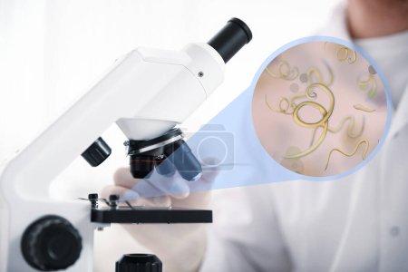 Photo for Laboratory worker using modern microscope to examine helminths, closeup. Zoomed view on parasitic worms - Royalty Free Image