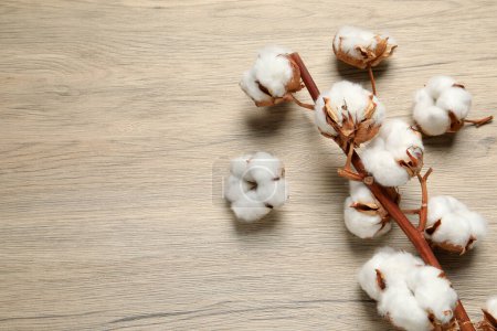 Foto de Dry cotton branch with fluffy flowers on wooden table, flat lay. Space for text - Imagen libre de derechos