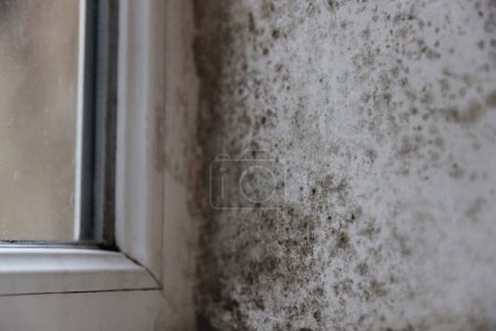 Photo for Window corner damaged with indoor mold, closeup - Royalty Free Image