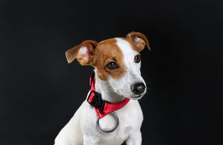 Photo for Adorable Jack Russell terrier with collar on black background - Royalty Free Image