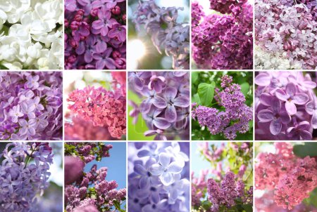 Téléchargez les photos : Collage with photos of beautiful lilac flowers - en image libre de droit