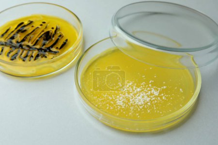 Téléchargez les photos : Petri dishes with different bacteria colonies on white table, closeup - en image libre de droit