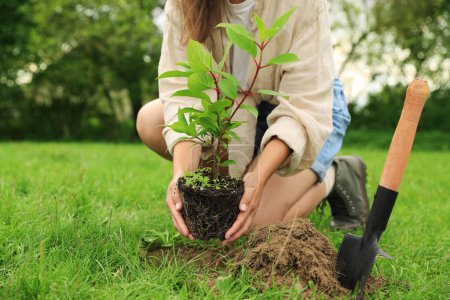 Woman planting young green tree in garden, closeup