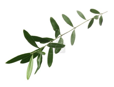 Photo for Olive twig with fresh green leaves isolated on white - Royalty Free Image
