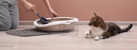 Woman cleaning cat litter tray at home, closeup. Banner design