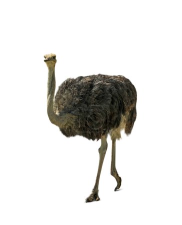 Téléchargez les photos : Beautiful African ostrich on white background. Wild animal - en image libre de droit