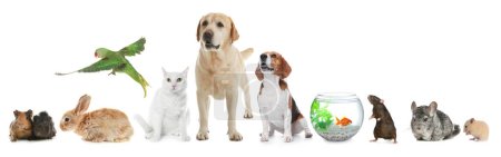 Photo for Group of different domestic animals on white background, collage - Royalty Free Image