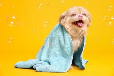 Photo for Cute Pekingese dog wrapped in towel and bubbles on yellow background. Pet hygiene - Royalty Free Image