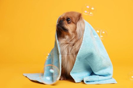 Photo for Cute Pekingese dog wrapped in towel and bubbles on orange background. Pet hygiene - Royalty Free Image