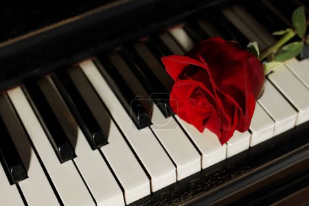 Foto de Beautiful red rose on piano keys, closeup. Romantic music - Imagen libre de derechos