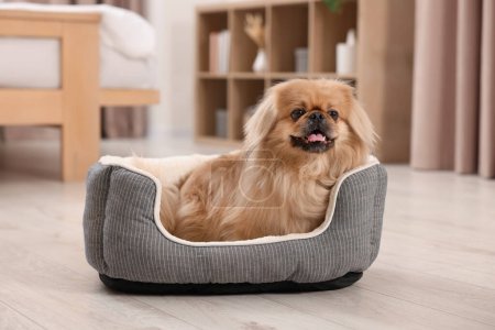 Photo for Cute Pekingese dog on pet bed in room - Royalty Free Image
