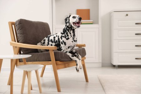 Téléchargez les photos : Adorable chien dalmate sur fauteuil à la maison - en image libre de droit