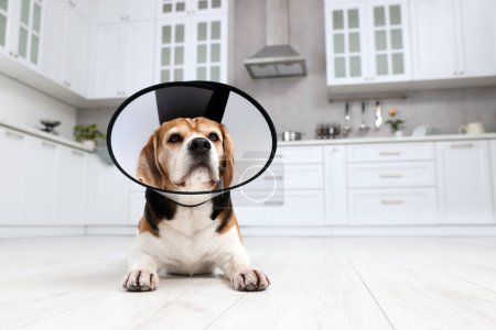Photo for Adorable Beagle dog wearing medical plastic collar on floor indoors - Royalty Free Image