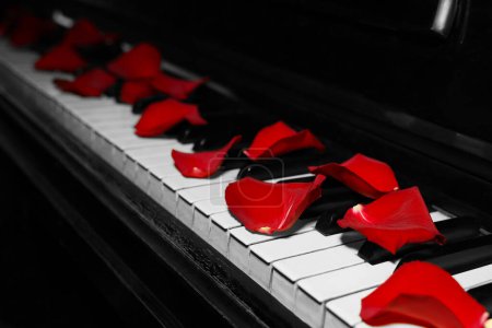 Foto de Muchos pétalos de rosa roja en las teclas de piano, primer plano. Espacio para texto - Imagen libre de derechos