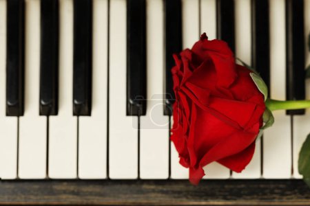 Foto de Hermosa rosa roja en las teclas de piano, vista superior. Espacio para texto - Imagen libre de derechos