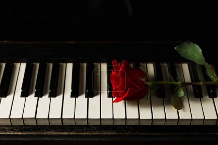 Foto de Hermosa rosa roja en las teclas de piano. Música romántica - Imagen libre de derechos
