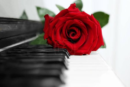 Foto de Hermosa rosa roja en las teclas de piano, primer plano - Imagen libre de derechos