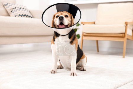 Photo for Adorable Beagle dog wearing medical plastic collar on floor indoors - Royalty Free Image