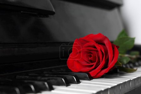 Foto de Hermosa rosa roja en las teclas de piano, primer plano. Espacio para texto - Imagen libre de derechos