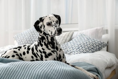Adorable perro dálmata acostado en la cama en el interior