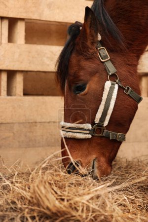 Foto de Adorable chestnut horse eating hay in wooden stable. Lovely domesticated pet - Imagen libre de derechos