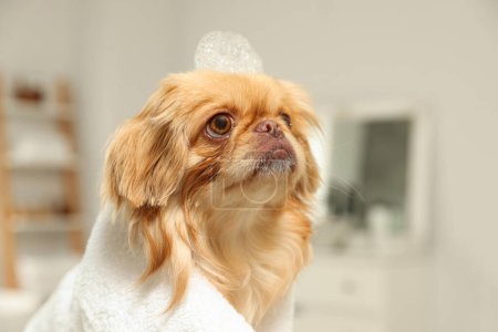 Photo for Cute Pekingese dog with towel and shampoo bubbles on head in bathroom. Pet hygiene - Royalty Free Image