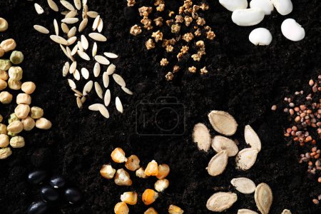 Foto de Different vegetable seeds on fertile soil, flat lay - Imagen libre de derechos