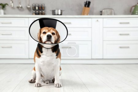 Photo for Adorable Beagle dog wearing medical plastic collar on floor indoors, space for text - Royalty Free Image