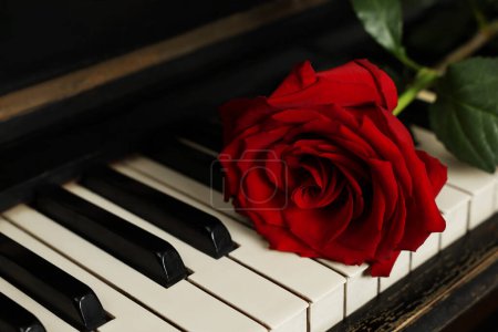Foto de Hermosa rosa roja en las teclas de piano, primer plano - Imagen libre de derechos