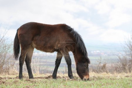 Téléchargez les photos : Adorable cheval noir broutant à l'extérieur. Charmant animal domestique - en image libre de droit