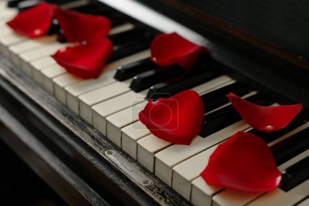 Foto de Muchos pétalos de rosa roja en las teclas de piano, primer plano - Imagen libre de derechos