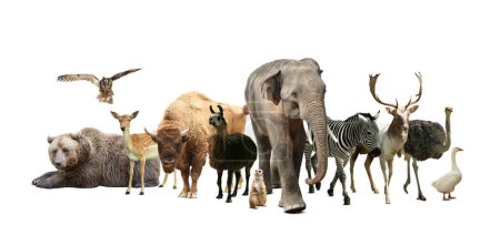 Photo pour Group of different wild animals on white background, collage - image libre de droit
