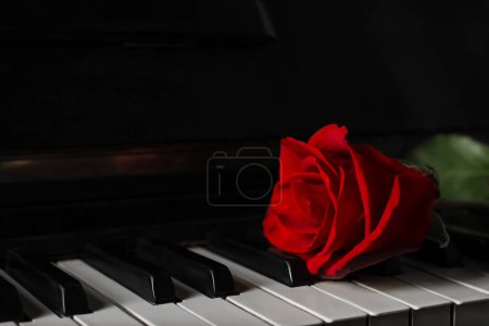 Foto de Hermosa rosa roja en las teclas de piano, primer plano. Espacio para texto - Imagen libre de derechos
