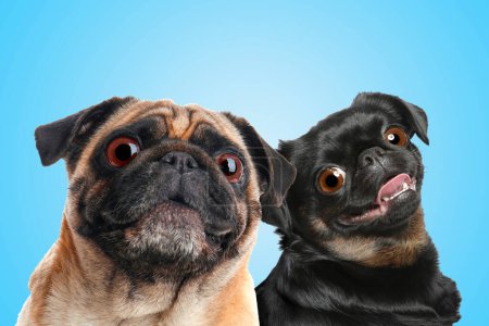 Foto de Cute surprised animals on light blue background. Adorable Pug and Petit Brabancon dogs with big eyes - Imagen libre de derechos