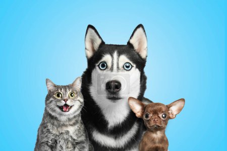 Foto de Cute surprised animals on light blue background. Tabby cat, Siberian Husky and Chihuahua dogs with big eyes - Imagen libre de derechos