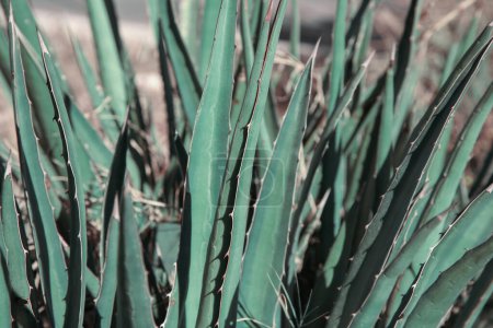 Foto de Vista de cerca de la hermosa planta de agave que crece al aire libre - Imagen libre de derechos