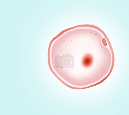 Óvulo (óvulo) sobre fondo claro, ilustración