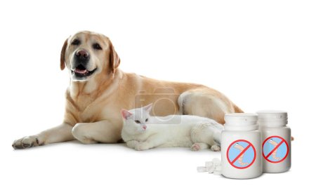 Entwurmung. Katze, Hund und medizinische Flaschen mit Anthelmintika auf weißem Hintergrund