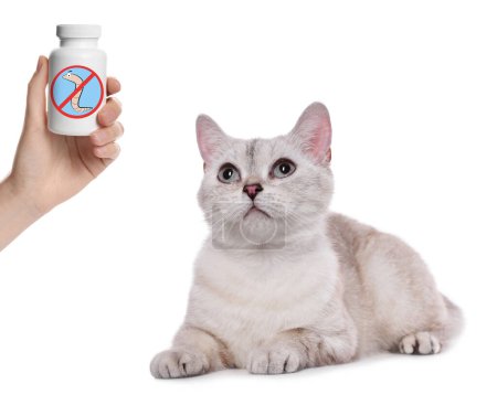 Foto de Desparasitación. Propietario con botella médica de medicamentos antihelmínticos y lindo gato británico Shorthair sobre fondo blanco, primer plano - Imagen libre de derechos
