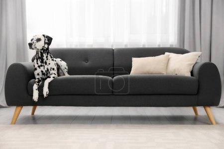 Téléchargez les photos : Adorable chien dalmate couché sur le canapé à l'intérieur - en image libre de droit