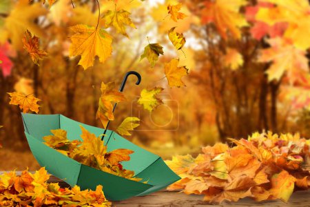 Foto per Atmosfera d'autunno. Foglie d'oro che volano fuori dall'ombrello verde nel bellissimo parco - Immagine Royalty Free