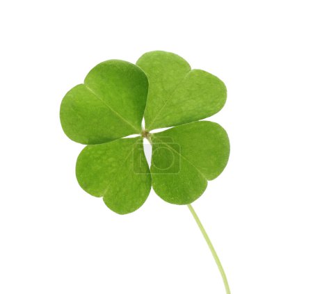 Photo for Beautiful green four leaf clover isolated on white - Royalty Free Image