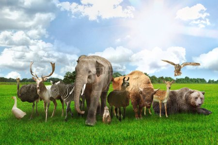 Téléchargez les photos : De nombreux animaux différents sur l'herbe verte sous le ciel bleu - en image libre de droit