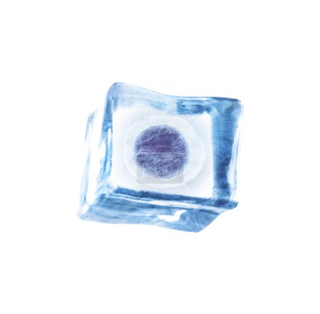 Cryopreservation of genetic material. Ovum in ice cube on white background
