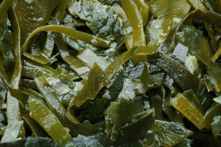 Téléchargez les photos : Laminaria frais (varech) algues comme fond, gros plan - en image libre de droit
